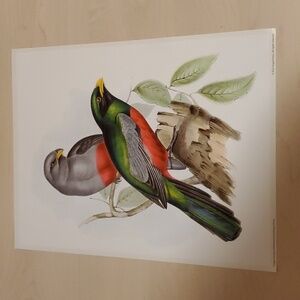 Trogon Massena Poster by John Gould